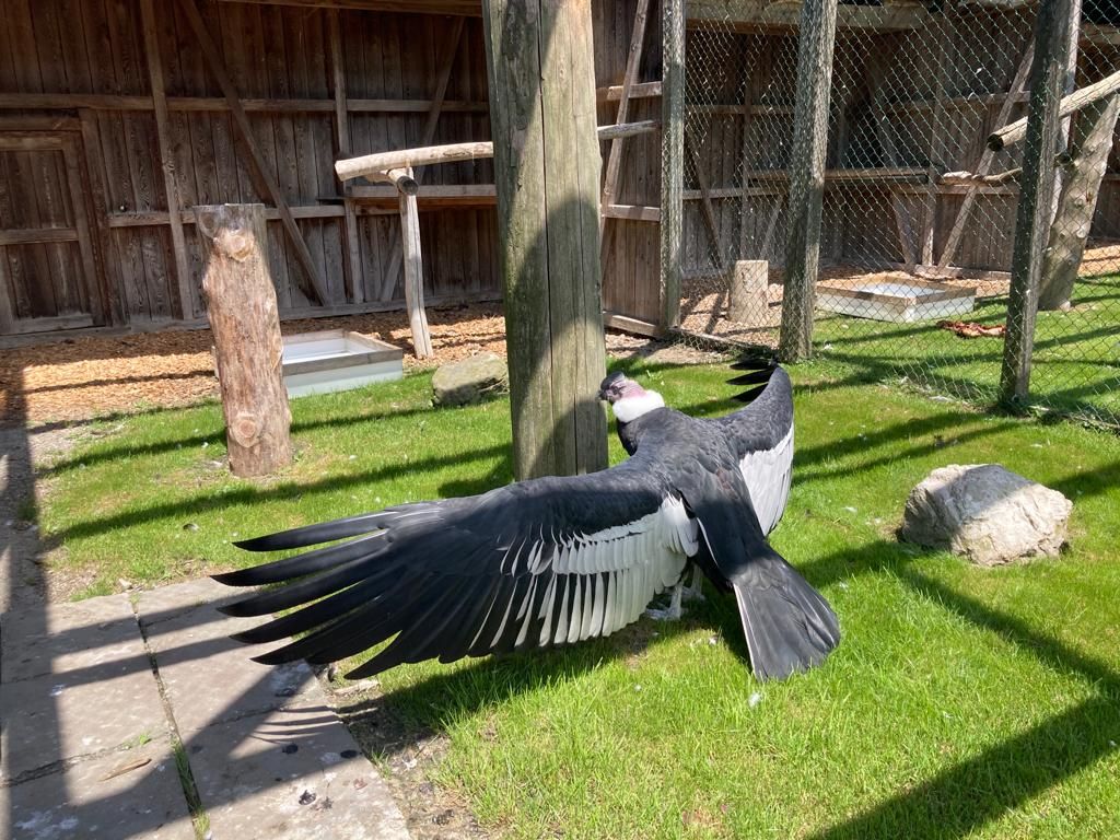 Greifvogelpark Buchs 09.07.2022