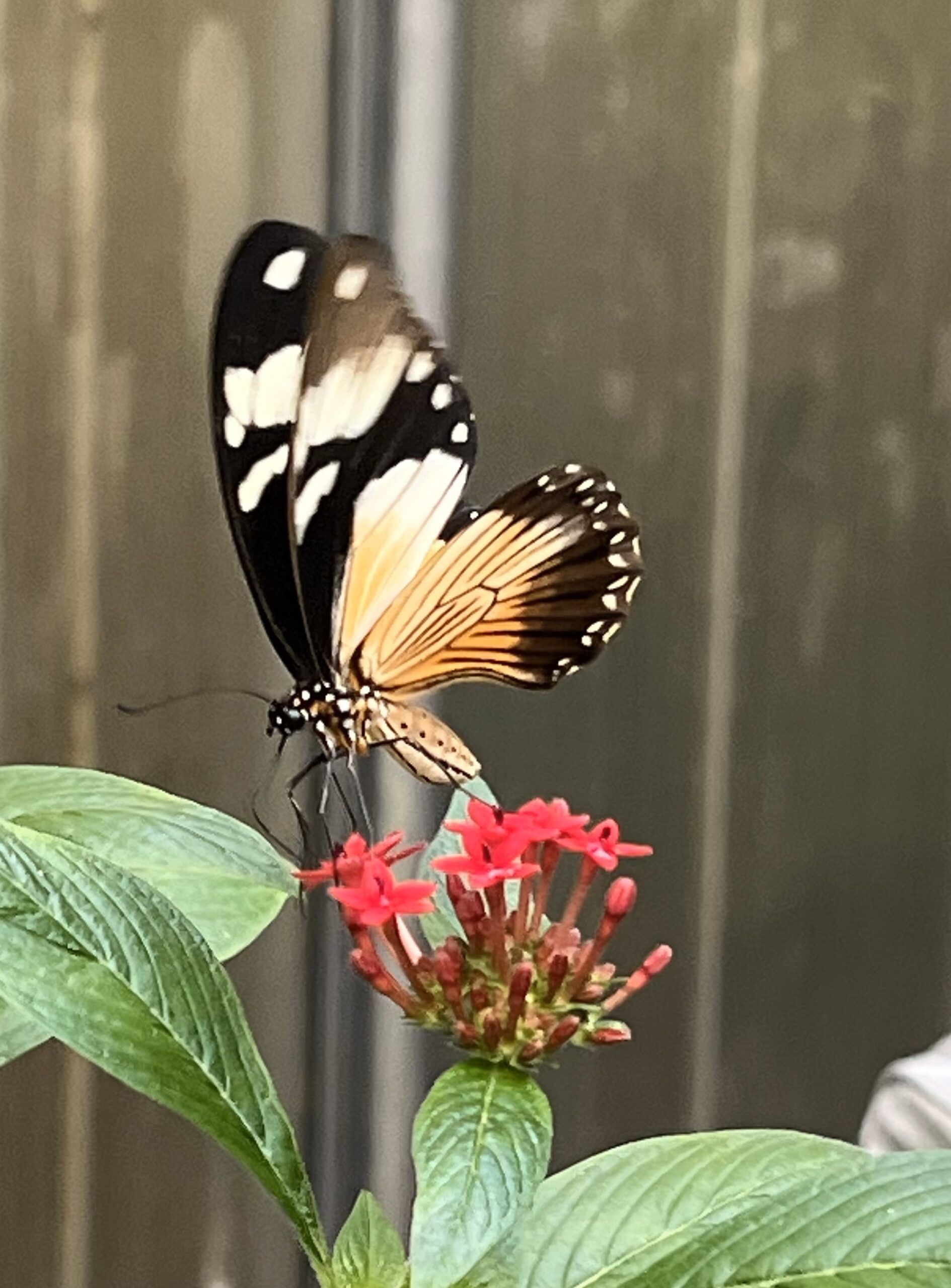 Papiliorama 16.09.2024