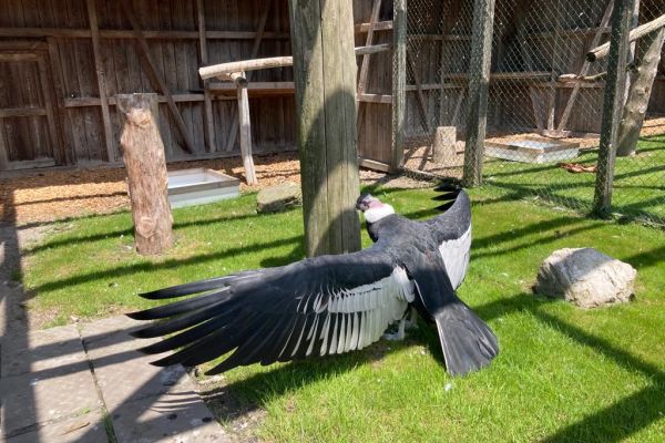 Greifvogelpark Buchs 09.07.2022