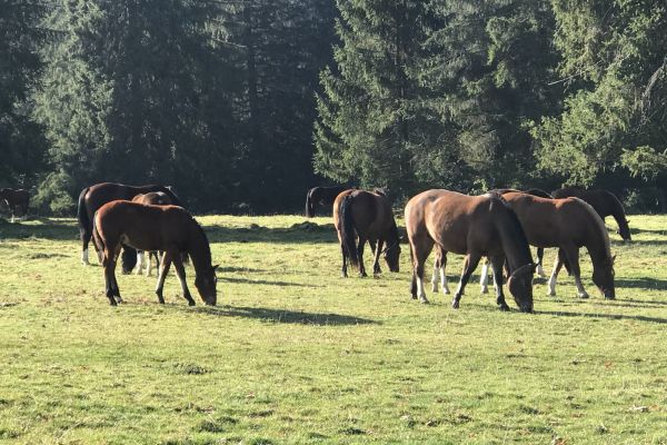 Vereinsreise Jura 26.-27.10.2021